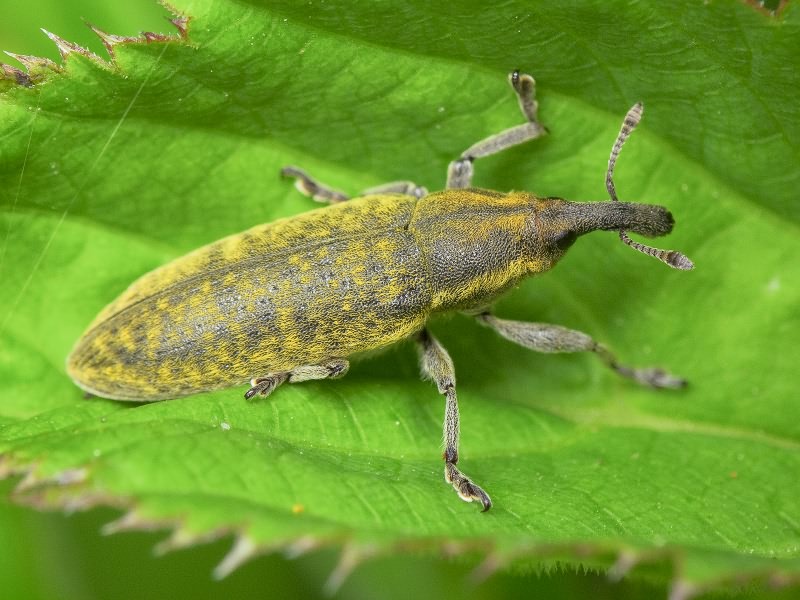 Lixus cardui Olivier, 1807